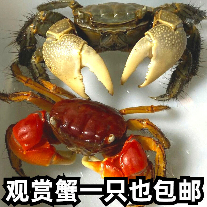 红鳌相手蟹无齿螳臂除藻吃涡虫深水蟹水生宠物活体爬宠迷你辣椒蟹