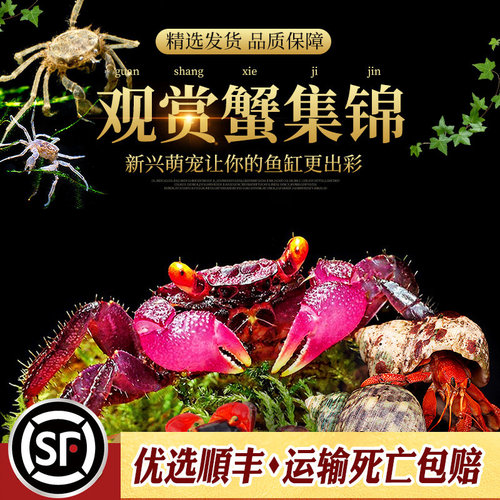 辣椒蟹蜘蛛蟹相手蟹恶魔蟹南海溪蟹红勾手蟹豹点蟹活体观赏宠物蟹