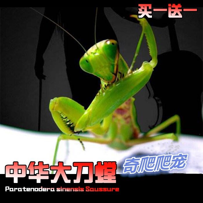 包邮现货中华大刀螳螂活体幼体个性爬宠爬虫宠物活体螳螂另有卵夹