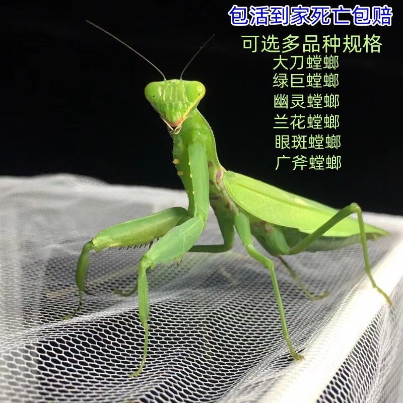 现货包邮中华大刀螳螂活体幼体个特色爬宠/鸣虫