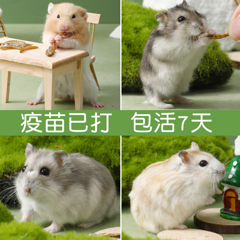 金丝熊活小仓鼠活物活体已打疫苗送笼子布丁银狐三线猖鼠粘人宠物,宠物/宠物食品及用品,笼子,淘宝优惠券,粉丝福利购,淘宝优惠卷