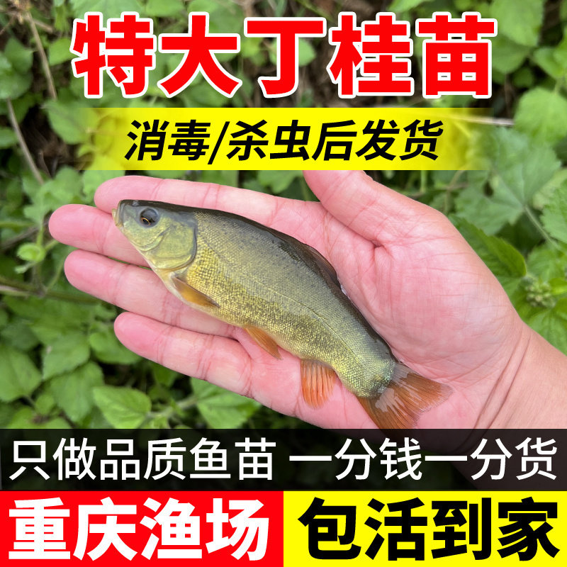 丁桂鱼苗淡水养殖食用观赏鱼冷水鱼