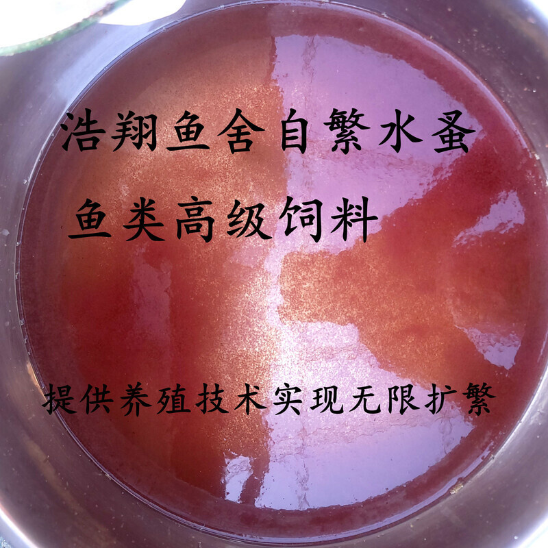 水蚤活体活苗鱼虫红虫水虱子水瘙鱼食卵饲料青鳉孔雀幼苗开口活食