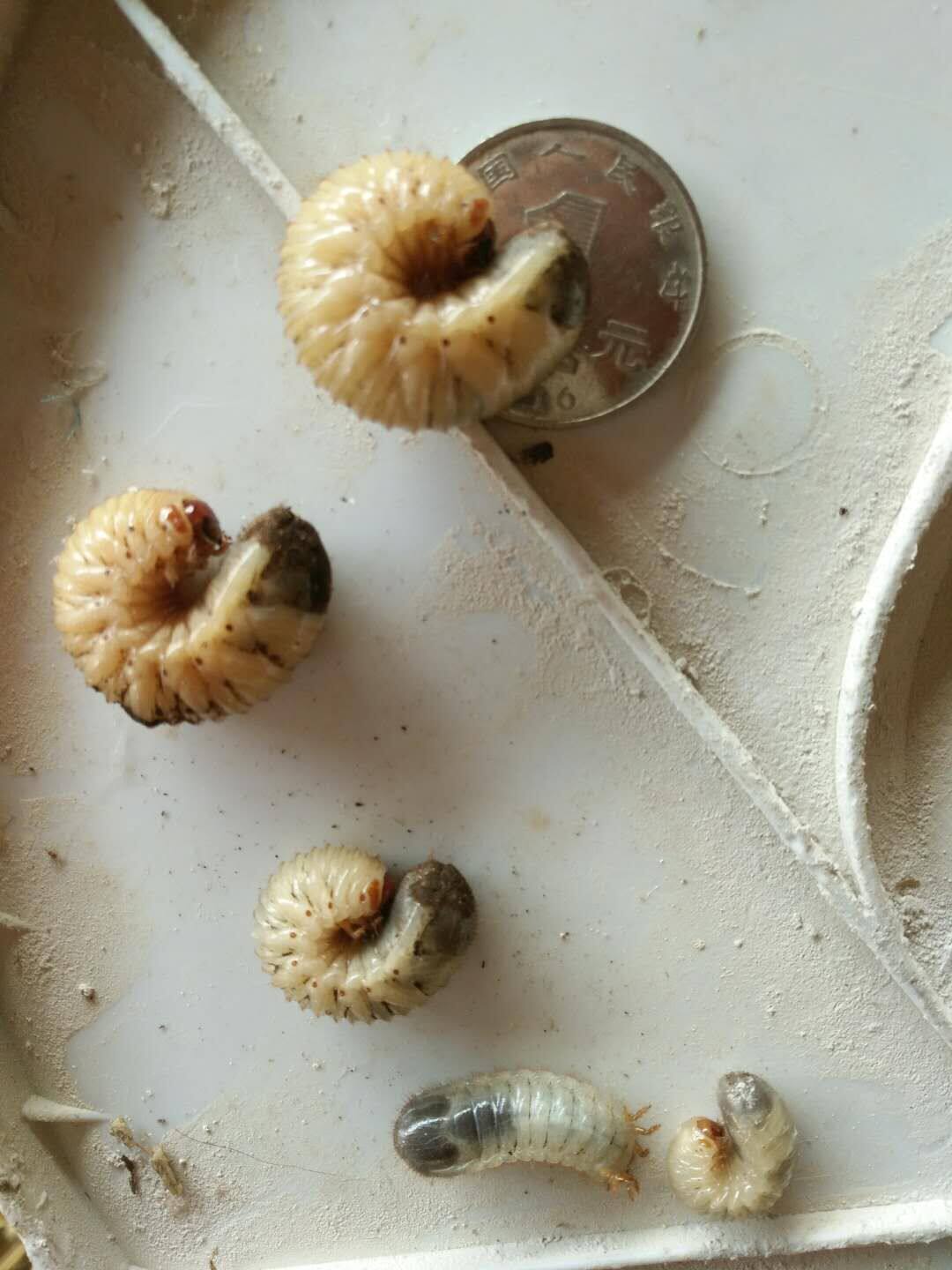 活体蛴螬 钓鱼老母虫 金龟子幼虫 野钓白土蚕 活饵垂钓活虫蛴螬