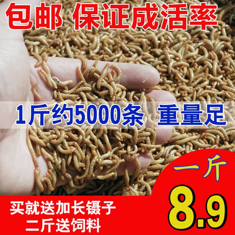 面包虫活体 黄粉虫活虫 鹦鹉鱼 金龙鱼 乌龟 画眉鸟石蛙饲料包邮