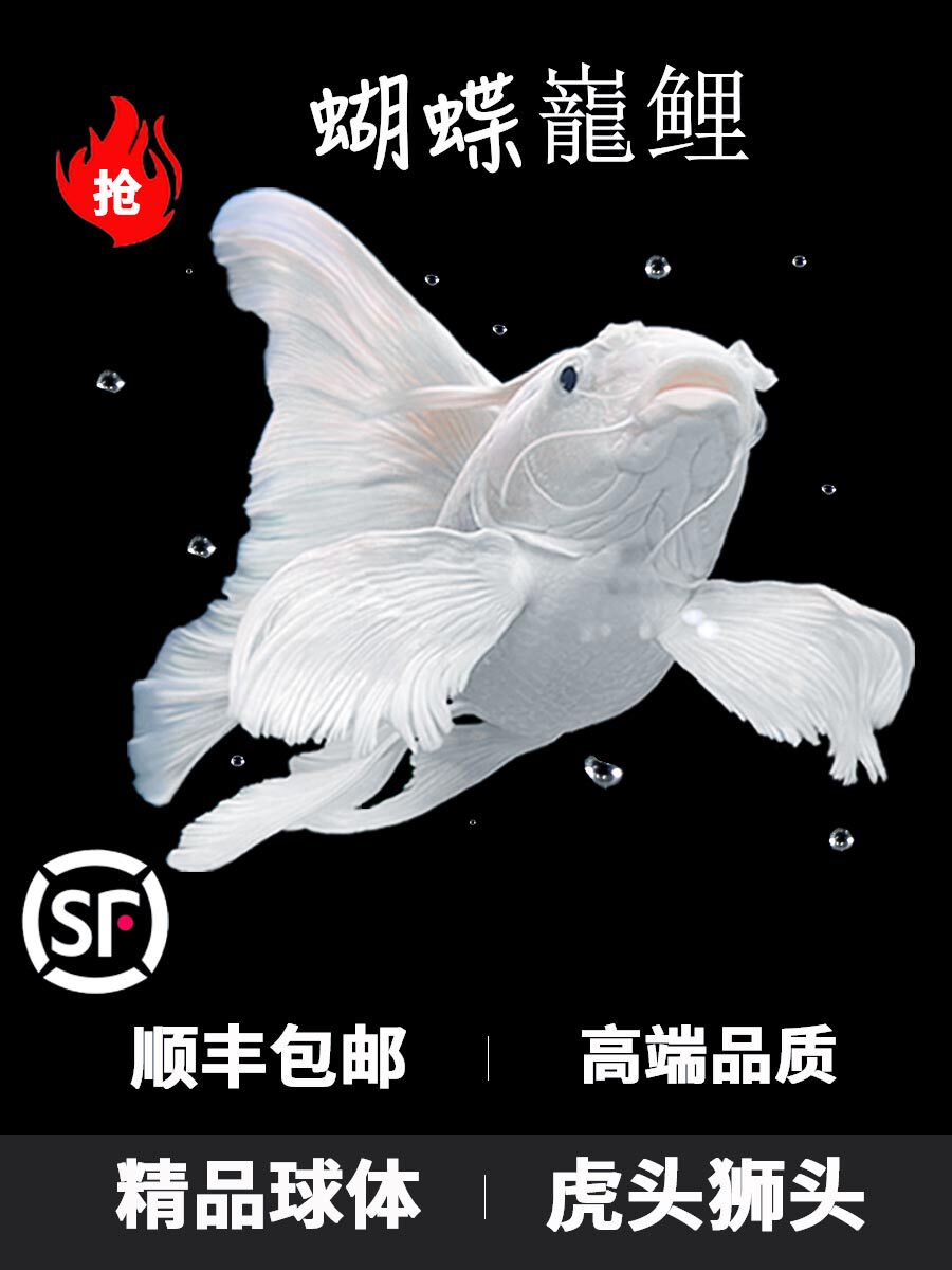 蝴蝶鲤观赏鱼活鱼大鳍长尾短身台湾纯种球体红色贵妃冷水锦鲤鱼苗
