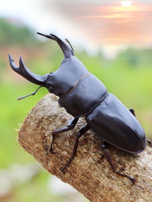 锹甲成虫送果冻深山中华楸小甲虫锹甲虫宠物活虫独角仙饲养盒套餐