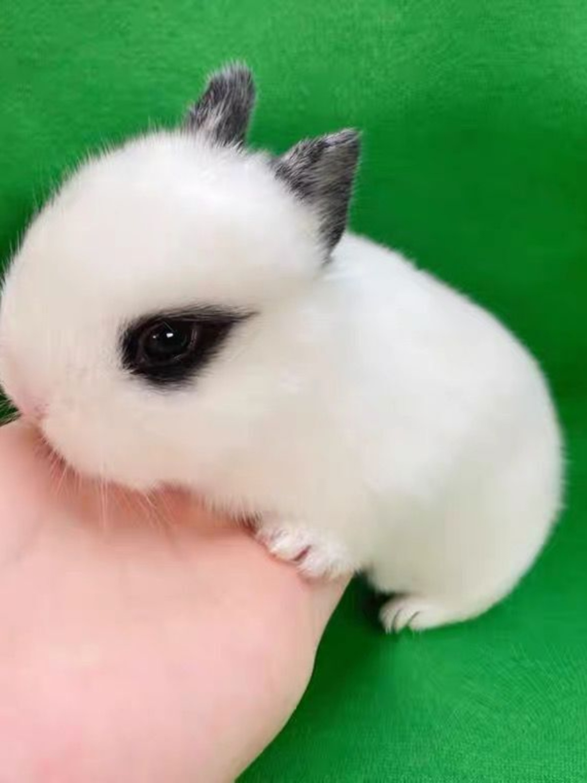 宠物兔子活体活物小型家养温顺垂耳兔迷你猫猫兔不咬人茶杯儿童养