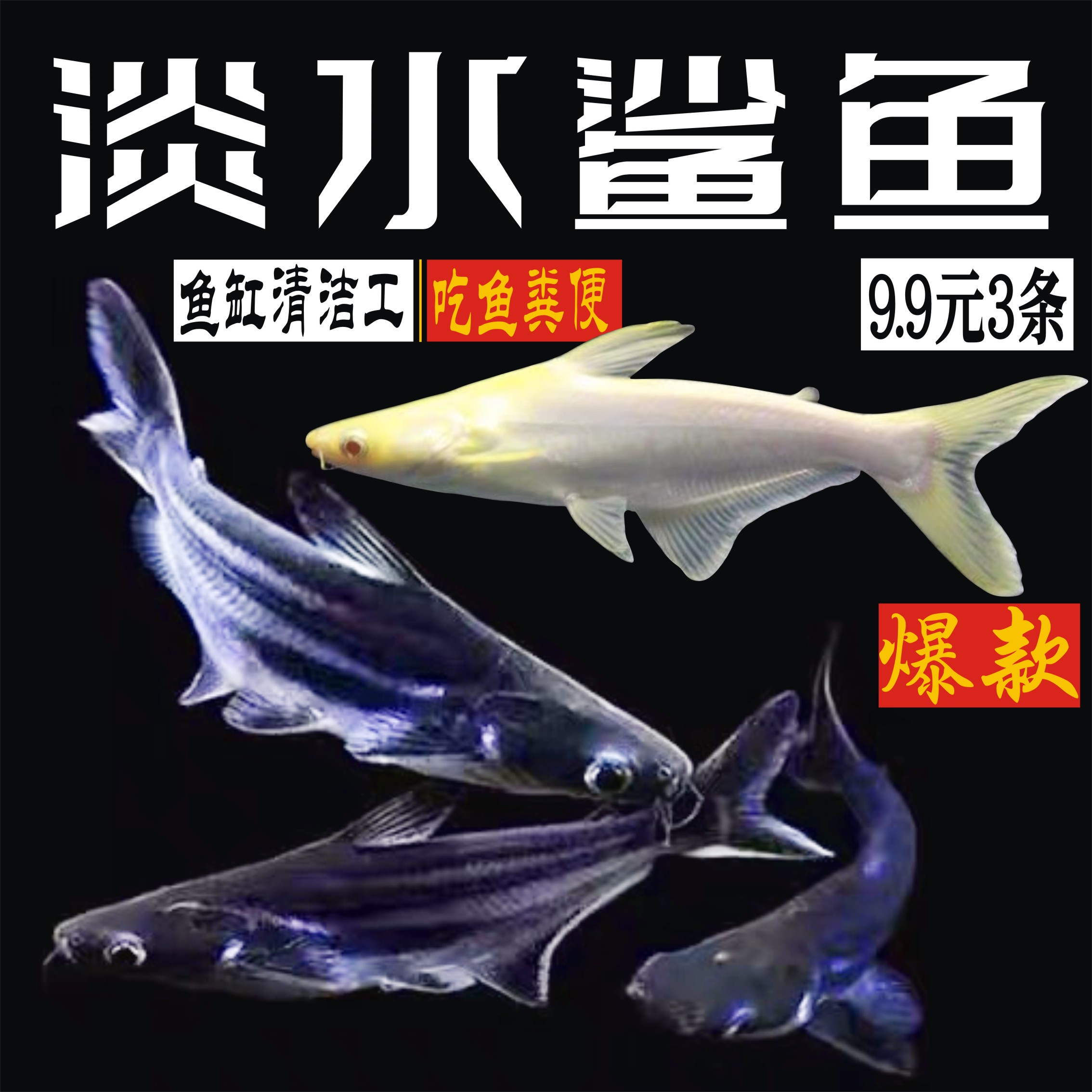 蓝鲨观赏鱼热带鱼群游鱼清道夫清洁鱼大型鱼龙鱼配鱼淡水白化鲨鱼