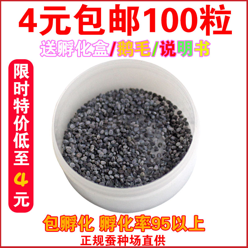 蚕宝宝卵包邮蚕宝宝活体蚕种春蚕卵蚕蚕籽送孵化盒送鹅毛新鲜桑叶
