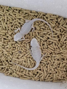 鬃狮蜥蜴活的宠物幼体入门级爬宠异宠温顺不咬人柑橘红系超白zero