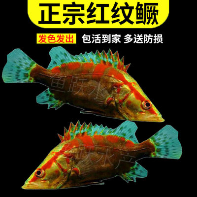 正宗红纹鳜鱼苗红纹翘嘴鳜淡水养殖鳜鱼苗斑鳜翘嘴鳜冷水观赏鱼苗