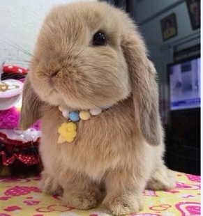垂耳兔子活物 网红迷你儿童好养宠物兔道奇侏儒兔荷兰折耳兔活体