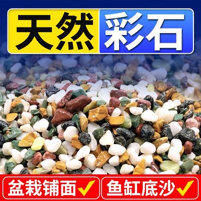 郁金香水培石子多肉铺面石鹅卵石铺底小石头养花专用雨花石五彩色