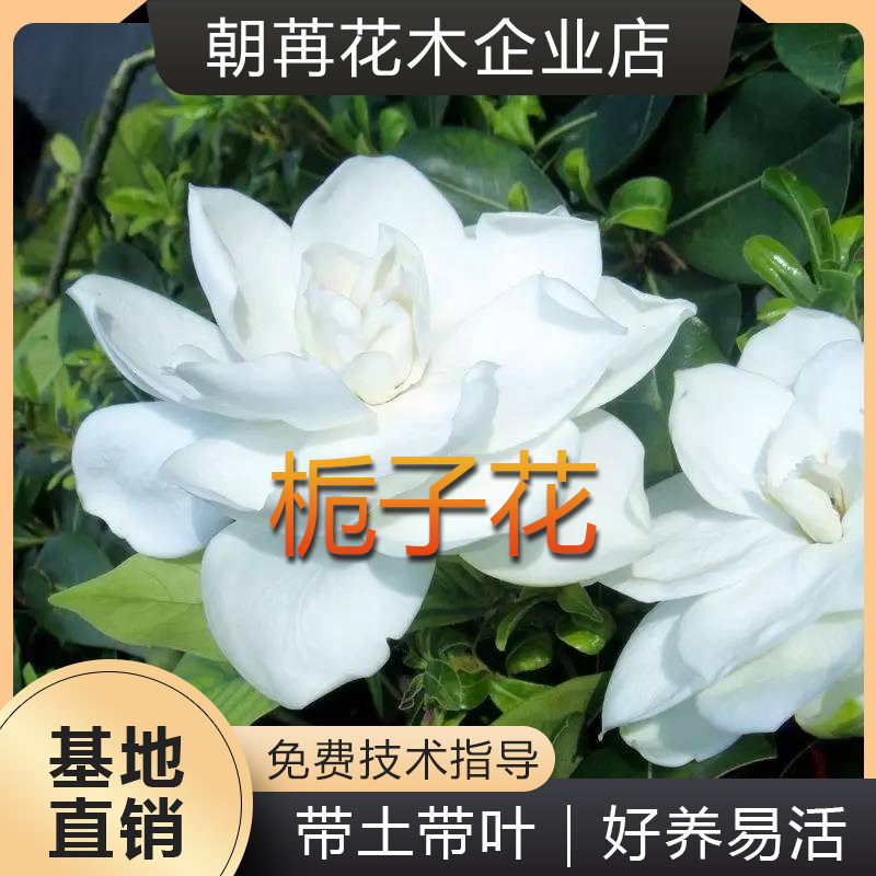 大叶栀子花苗盆栽地栽室内外绿植好养活四季花卉重叠花瓣浓香型