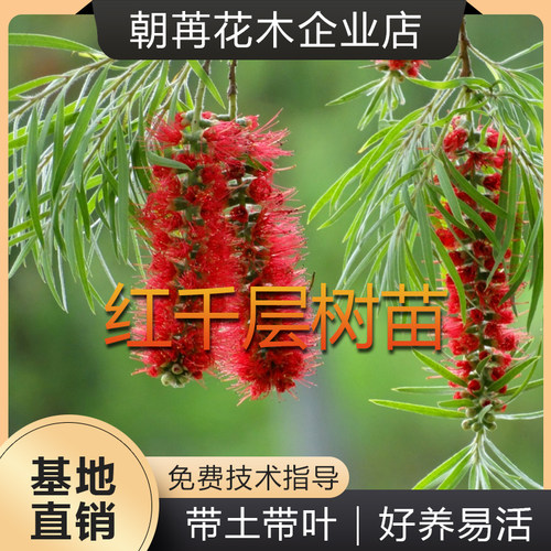 红千层树苗垂枝串柳金宝红瓶盆栽