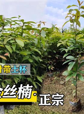 名贵金丝楠木树苗正宗四川小叶桢楠大树庭院绿化盆栽地栽四季常青