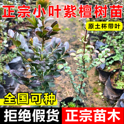 名贵正宗小叶紫檀树苗盆栽台湾紫檀苗高档室内外观赏植物四季常青