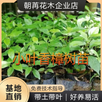 小叶香樟树苗驱蚊虫庭院别墅四季常青绿化苗木带土龙脑樟盆栽地载