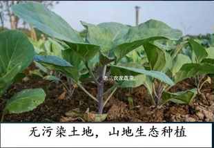 广东新鲜红脚芥蓝芥兰红芥蓝种植无化肥无农药粤农人家蔬菜炒菜用