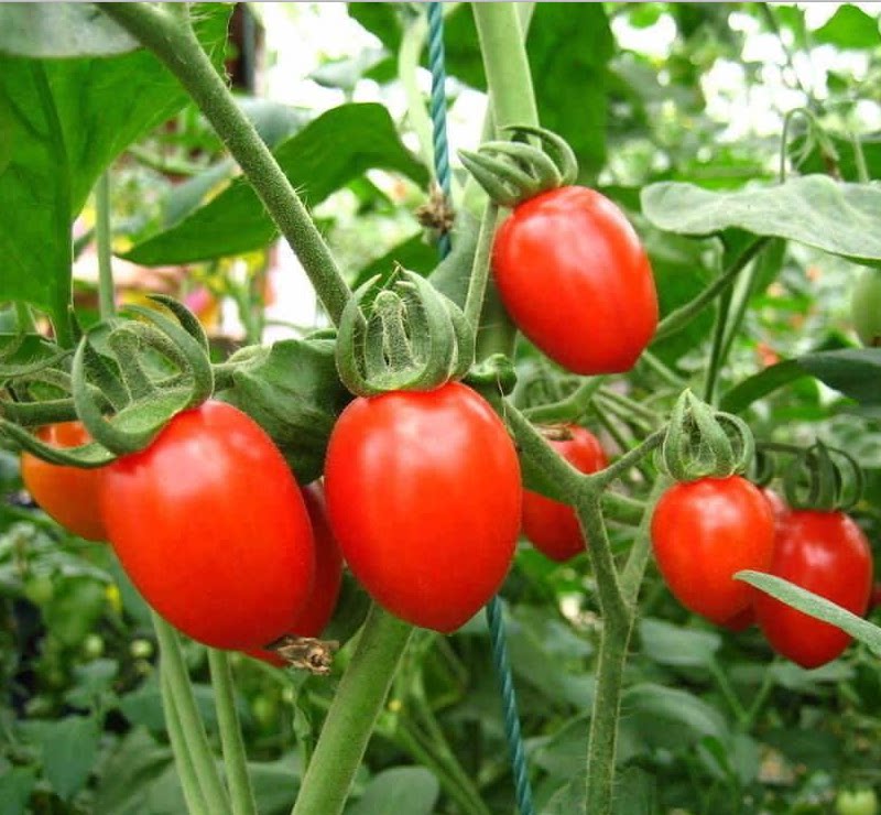 新鲜圣女果千禧果孕妇水果小番茄小西红柿子500g现摘新鲜水果当季