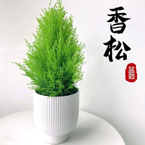 香松盆栽室内春季净化空气