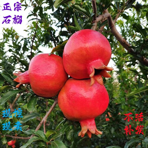 树苗石榴树简型美化环境当年结果