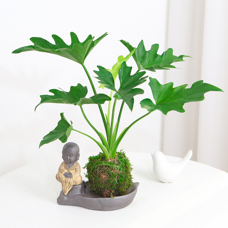 春羽蔓绿绒室内植物春季秋季