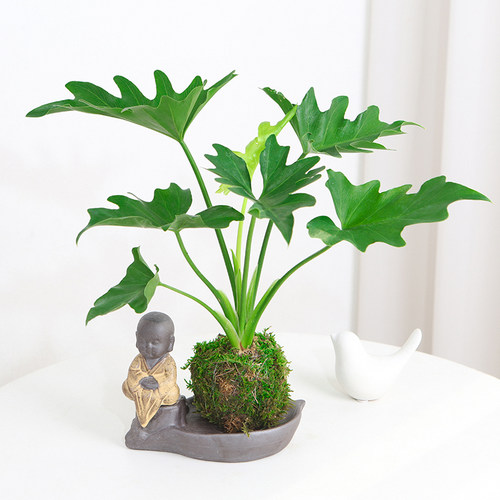 春羽蔓绿绒室内植物春季秋季