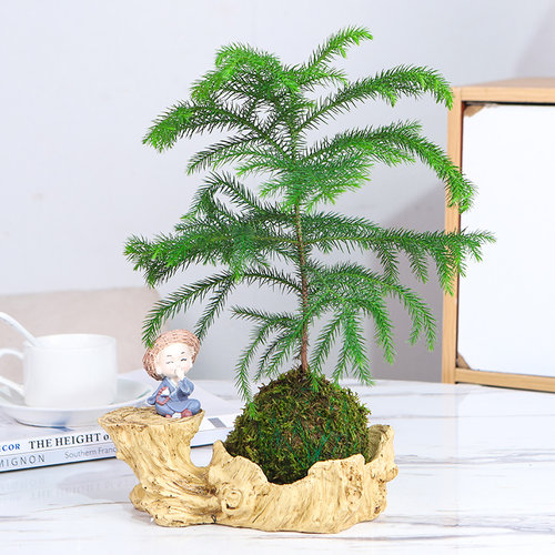 苔藓球南洋杉室内春季净化空气