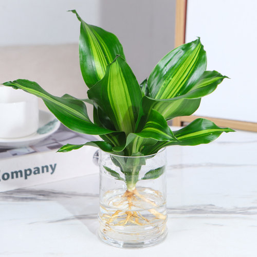 水培植物巴西铁春季净化空气室内