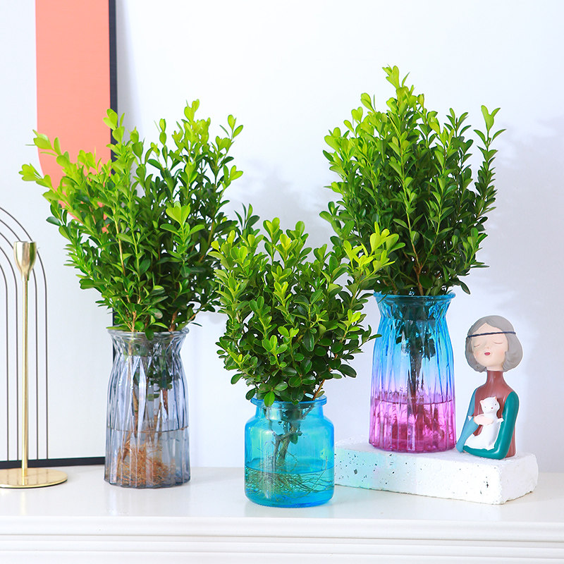 小叶黄杨带根水培网红绿植米兰雀舌耐寒四季常青室内净化空气植物