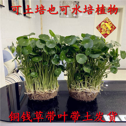 铜钱草植物盆栽室内水培带叶桌面盆景金钱草吸甲醛办公绿植水养