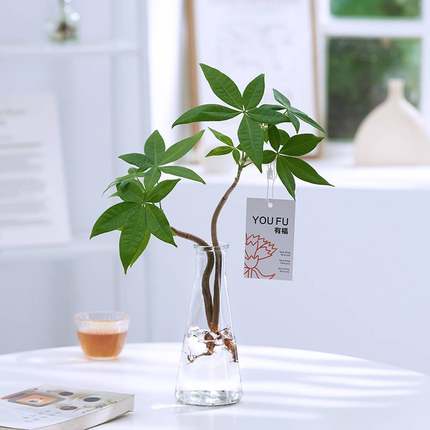 水培发财树植物室内好养造型桌面绿植四季常青水养招财树净化空气