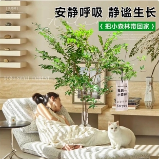 美男树水培植物鲜切枝室内好养四季无土纯水培绿植水养马醉木吊钟