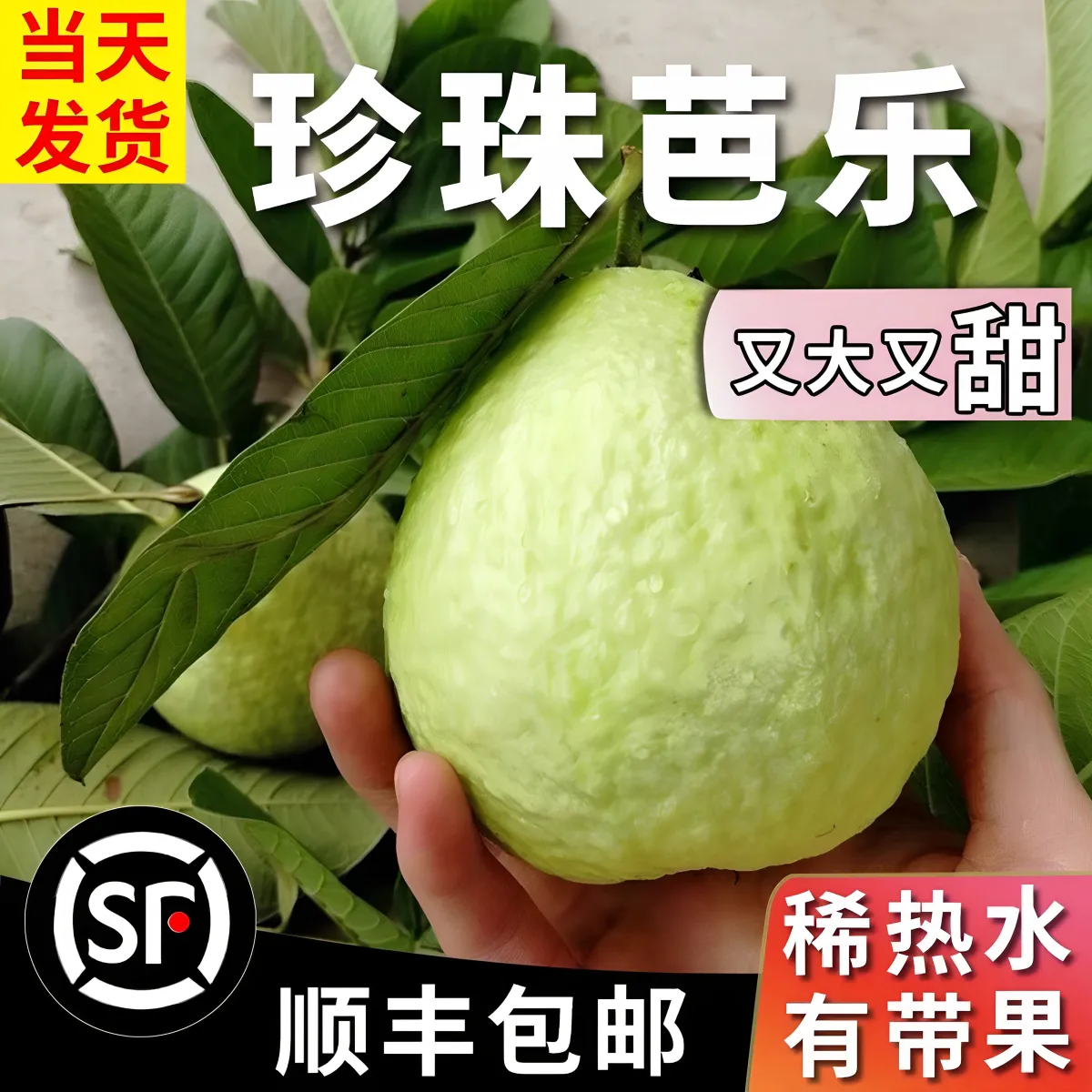 漳州平和软糯奶油芭乐水果当季软白番石榴软心应季新品3斤装