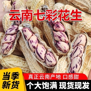 2025新货云南七彩花生带壳咸干味云南特产五彩花生紫色盛兴源花生