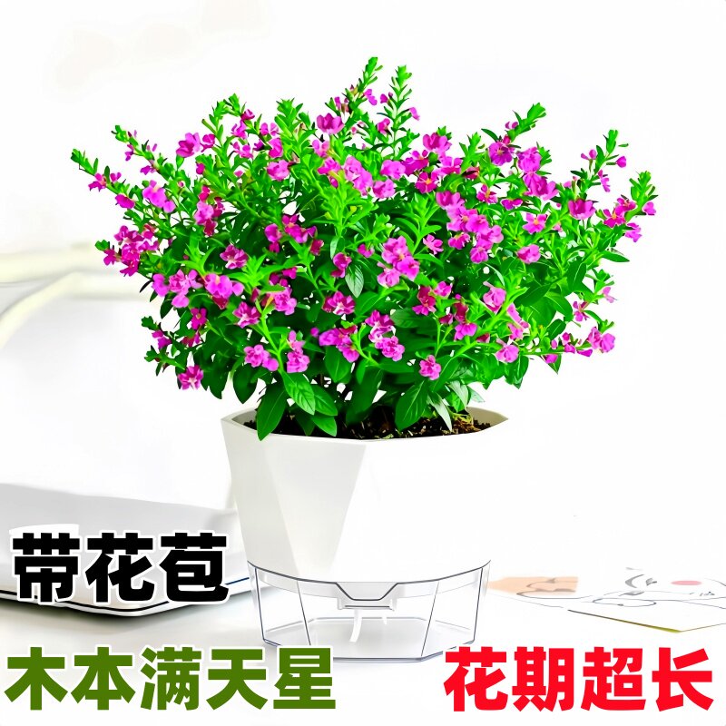 木本满天星老桩盆栽带苞绿化图片