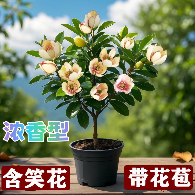 含笑花苗盆栽香妃树带花苞浓香型花卉四季常青植物庭院室内外阳台