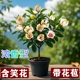 含笑花苗盆栽香妃树带花苞浓香型花卉四季 常青植物庭院室内外阳台