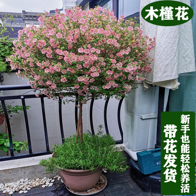 花瓣亭木槿蓝雪花木本阳台四季