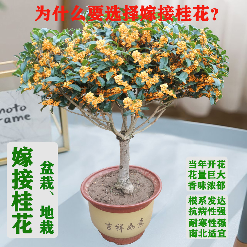 桂花盆栽树苗四季开花浓香植物嫁接金桂丹桂沉香桂四季桂阳台庭院 鲜花速递/花卉仿真/绿植园艺 时令草本花卉 原图主图