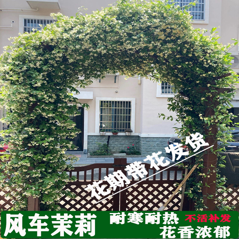 风车茉莉花卉爬藤植物盆栽浓香易养活粉色黄色银丝茉莉耐寒四季花