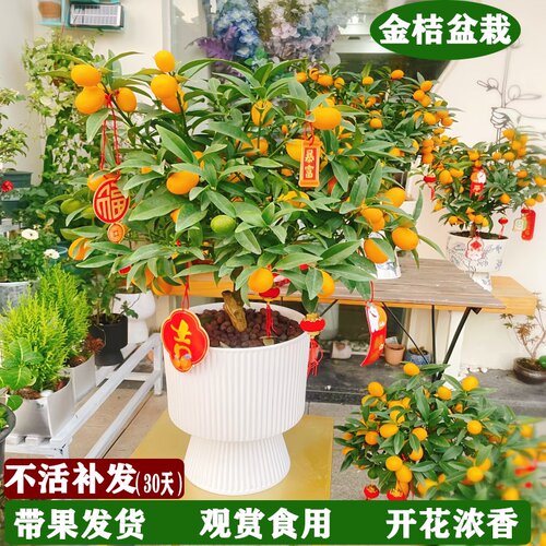 金桔树盆栽可食用带果脆皮四季橘子树苗客厅室内外浓香花卉绿植物