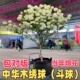 中华木绣球木本绣球树苗大花斗球别墅阳台庭院盆栽花卉耐寒风景树