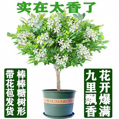 花瓣亭九里香木本花卉阳台客厅