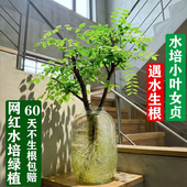 水培小叶女贞绿植水养植物毛叶杜鹃鲜切枝澳洲丁香木四季 常青观叶