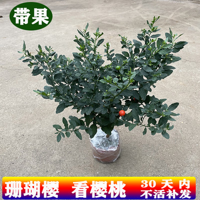 看樱桃木本植物阳台庭院四季