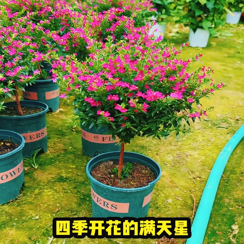 盆栽满天星独杆带花苞阳台庭院好养工程绿化室内四季桌面开花植物