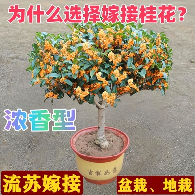 嫁接桂花盆栽树苗带花苞